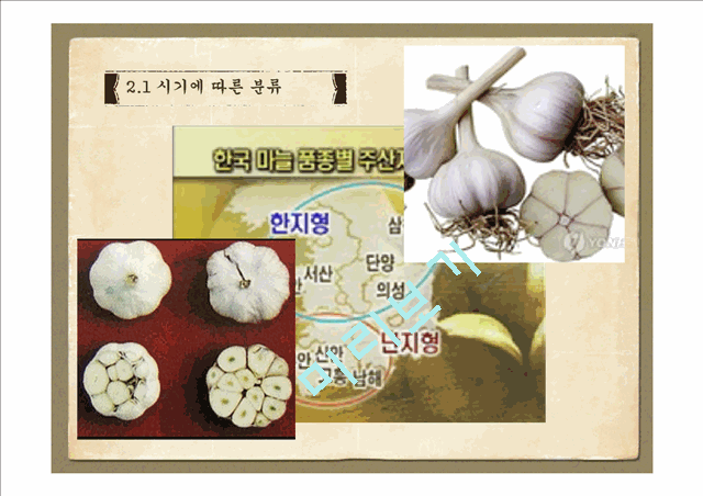 마늘의 기원과 종류,재배방법,성분,효능,조리방법   (5 )